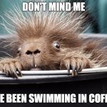 edgy porcupine | DON'T MIND ME; I'VE BEEN SWIMMING IN COFFEE | image tagged in edgy porcupine,coffee addict | made w/ Imgflip meme maker