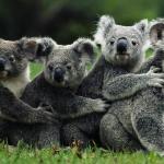 koalas-group.jpg