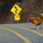 Chicken crossing road meme