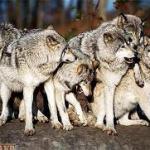 pack of wolves meme