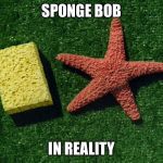 sponge bob  | SPONGE BOB; IN REALITY | image tagged in sponge bob | made w/ Imgflip meme maker