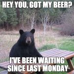 I'm Looking At You Bear | HEY YOU, GOT MY BEER? I'VE BEEN WAITING SINCE LAST MONDAY | image tagged in i'm looking at you bear | made w/ Imgflip meme maker