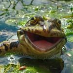 Happy Frog meme