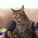 Microphone cat