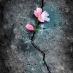 Pink flower in rock