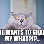He wants to grab what?!?!?!... | HE WANTS TO GRAB MY WHAT?!?... | image tagged in surprise cat,donald trump,meme,trump grabs that pussy | made w/ Imgflip meme maker
