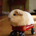Guinea Pig in wagon 