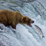 Bear catching salmon meme