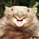 Happy Wombat meme