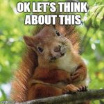 Cute Squirrel | OK LET'S THINK ABOUT THIS | image tagged in cute squirrel | made w/ Imgflip meme maker
