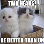 Cats Twins | TWO HEADS! ARE BETTER THAN ONE | image tagged in memes,cats | made w/ Imgflip meme maker
