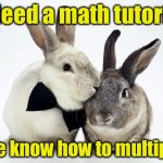 rabbits couple | Need a math tutor? We know how to multiply | image tagged in rabbits couple | made w/ Imgflip meme maker