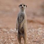 Meerkat | VIKKI? THATS NOT MY NAME! | image tagged in meerkat | made w/ Imgflip meme maker