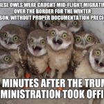 First illegal immigrants of the trump administration | THESE OWLS WERE CAUGHT MID-FLIGHT MIGRATING OVER THE BORDER FOR THE WINTER SEASON, WITHOUT PROPER DOCUMENTATION PRECICELY; 15 MINUTES AFTER THE TRUMP ADMINISTRATION TOOK OFFICE! | image tagged in surprised ownls | made w/ Imgflip meme maker