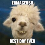 alpaca | ERMAGERSH; BEST DAY EVER | image tagged in alpaca | made w/ Imgflip meme maker