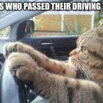 Cat Driving 1 | GUESS WHO PASSED THEIR DRIVING TEST! | image tagged in cat driving 1 | made w/ Imgflip meme maker