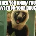 Zoboomafoo | WHEN YOU KNOW YOUR CAT TOOK YOUR DRUGS | image tagged in zoboomafoo | made w/ Imgflip meme maker