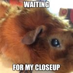 Guinea pig  | WAITING; FOR MY CLOSEUP | image tagged in guinea pig | made w/ Imgflip meme maker