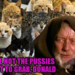 Obi Wan Catnobi | THESE ARE NOT THE PUSSIES YOU WANT TO GRAB, DONALD | image tagged in pussy,trump grabs that pussy,pussy cats,grab them by the pussy,make donald drumpf again,star wars | made w/ Imgflip meme maker