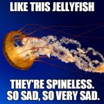 Like this Jellyfish | LIKE THIS JELLYFISH; THEY'RE SPINELESS. SO SAD, SO VERY SAD. | image tagged in jellyfish,spineless,sad | made w/ Imgflip meme maker