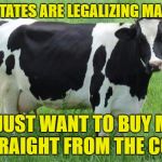 Meanwhile in Wisconsin... | OTHER STATES ARE LEGALIZING MARIJUANA; WE JUST WANT TO BUY MILK STRAIGHT FROM THE COW | image tagged in cow | made w/ Imgflip meme maker