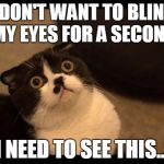 Cats Affirmation | I DON'T WANT TO BLINK MY EYES FOR A SECOND; I NEED TO SEE THIS... | image tagged in memes,cats | made w/ Imgflip meme maker