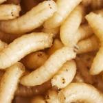 Maggots meme