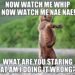 Bear whip | NOW WATCH ME WHIP NOW WATCH ME NAE NAE! WHAT ARE YOU STARING AT AM I DOING IT WRONG? | image tagged in bear whip | made w/ Imgflip meme maker
