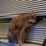 Cat Looking Through Blinds