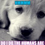 Animals have feelings  | HMMMM; WHAT DO I DO,THE HUMANS ARE GONE | image tagged in animals have feelings | made w/ Imgflip meme maker