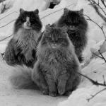 Cats of the Night's Watch