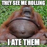 Fat Monkey | THEY SEE ME ROLLING; I ATE THEM | image tagged in fat monkey | made w/ Imgflip meme maker
