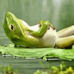 Chilling out frog 