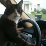 JoJo The Driving Cat | Template By ghostofchurch | If you say, "Are we there yet" one more time, I swear I will crash this car on purpose! | image tagged in jojo the driving cat,memes,funny,cats,are we there yet,crash | made w/ Imgflip meme maker