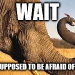 mouse & elephant | WAIT; I'M SUPPOSED TO BE AFRAID OF THIS | image tagged in mouse  elephant | made w/ Imgflip meme maker