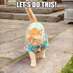 hawaii cat | LET'S DO THIS! | image tagged in hawaii cat | made w/ Imgflip meme maker