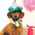 dachshund birthday  | HAPPY BIRTHDAY; CAROLYN | image tagged in dachshund birthday | made w/ Imgflip meme maker