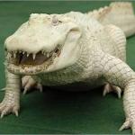 Albino Aligator