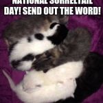 baby kittens | DECEMBER 27TH IS NATIONAL SORRELTAIL DAY! SEND OUT THE WORD! #WARRIORSSORRELTAILSPECIALDAY! | image tagged in baby kittens | made w/ Imgflip meme maker
