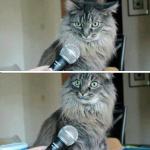 cat interview blank meme