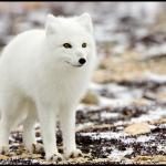 Arctic Fox Surprise
