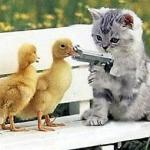 ducky friends