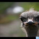 Disapproving ostrich  meme