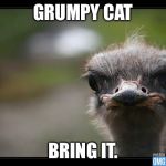 Disapproving ostrich  | GRUMPY CAT; BRING IT. | image tagged in disapproving ostrich | made w/ Imgflip meme maker