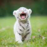 baby tiger roaring