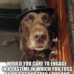 Pardon me, good sir | PARDON ME, GOOD SIR; WOULD YOU CARE TO ENGAGE IN A PASTIME IN WHICH YOU TOSS AN OBJECT AND THEN I RUN AND FETCH IT FOR YOUR MERRIMENT? #CHUCKIETHECHOCOLATELAB | image tagged in chuckie the chocolate lab,pardon me,funny,funny dogs,labrador,fancy hat | made w/ Imgflip meme maker