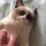Petting Grumpy Cat meme