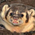 Angry Badger