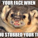 Angry Badger | YOUR FACE WHEN; YOU STUBBED YOUR TOE | image tagged in angry badger | made w/ Imgflip meme maker