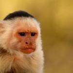 Capuchin